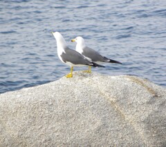 花崗岩とカモメさん
