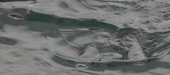 お魚さん