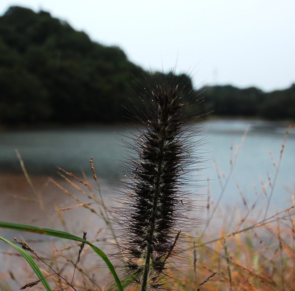 雨日