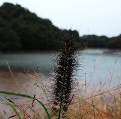 雨日