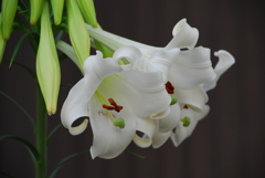 夏