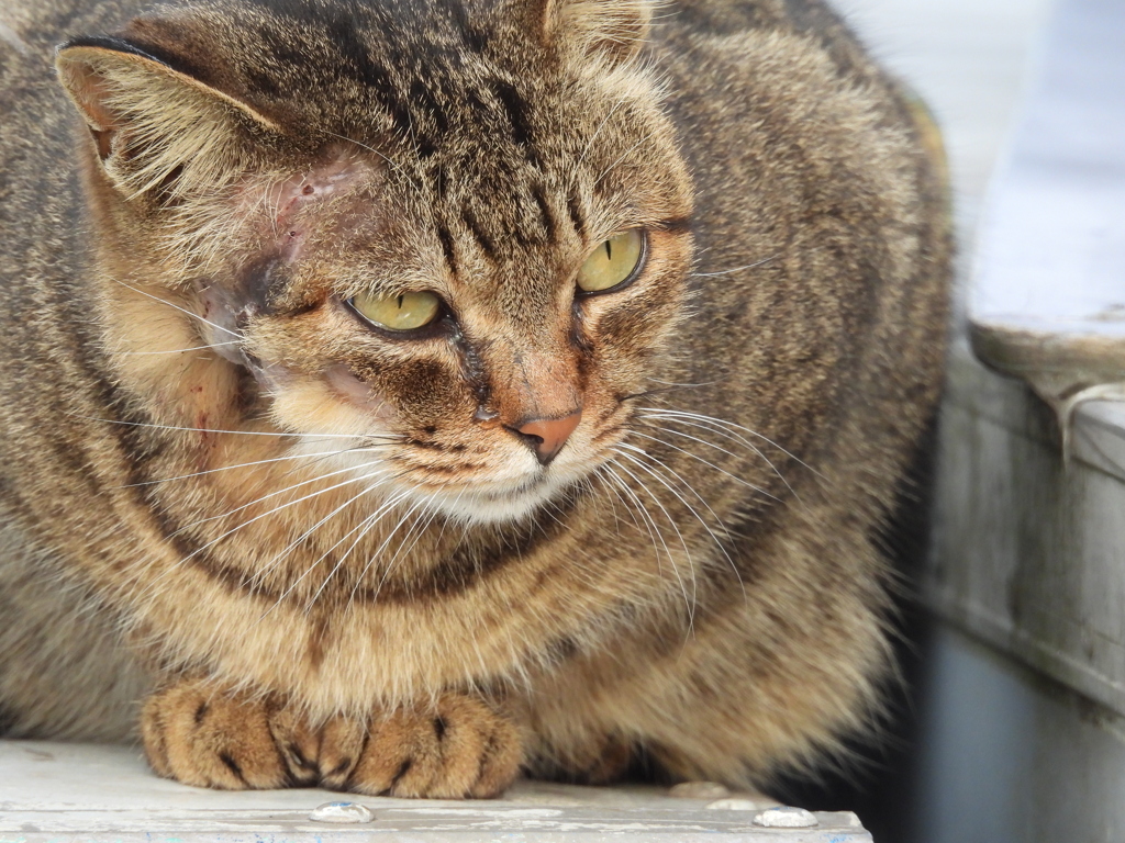 埠頭の猫さん