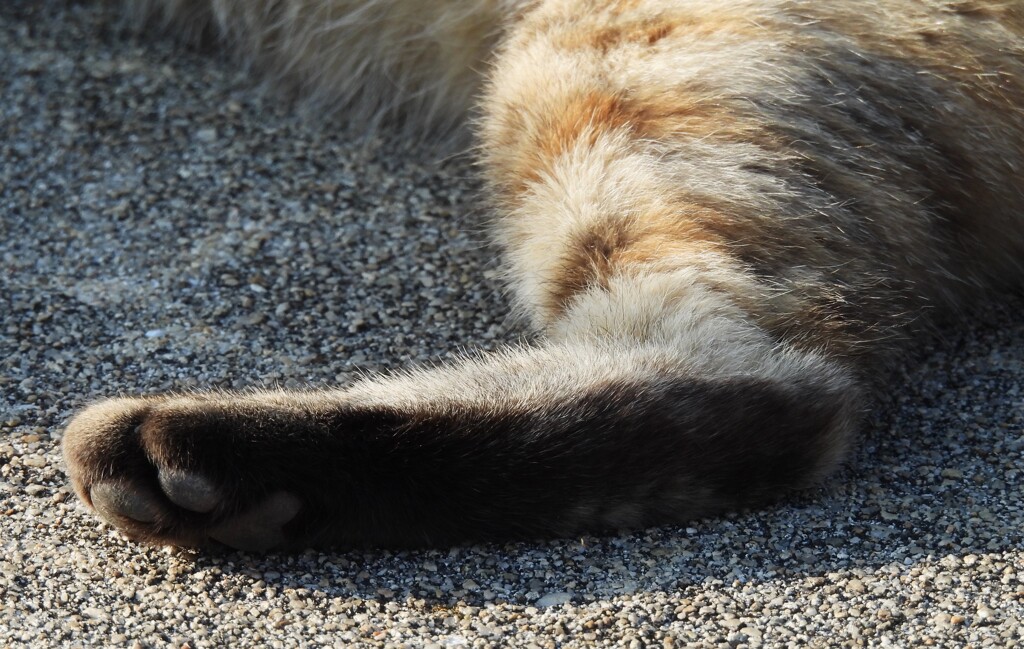猫さん