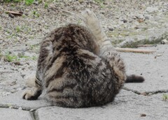猫さん