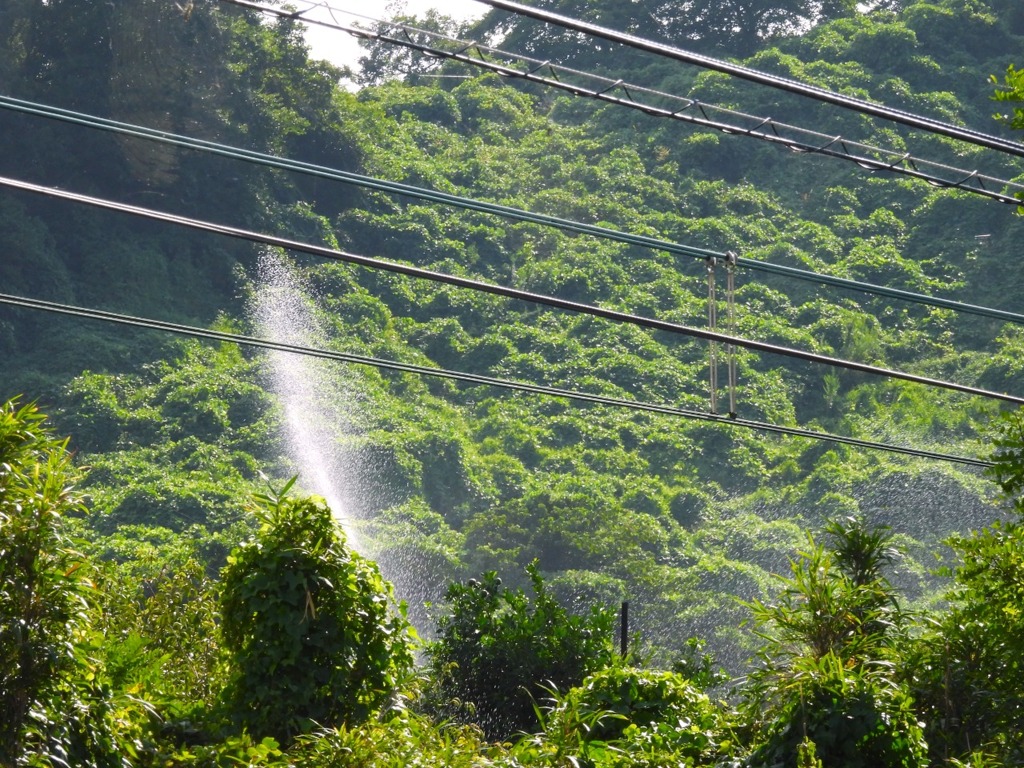 猛暑の想い出　蜜柑園とスプリンクラー