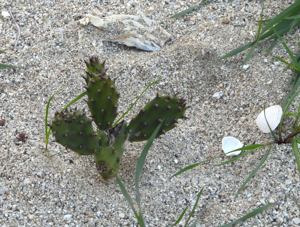 海辺　サボテン