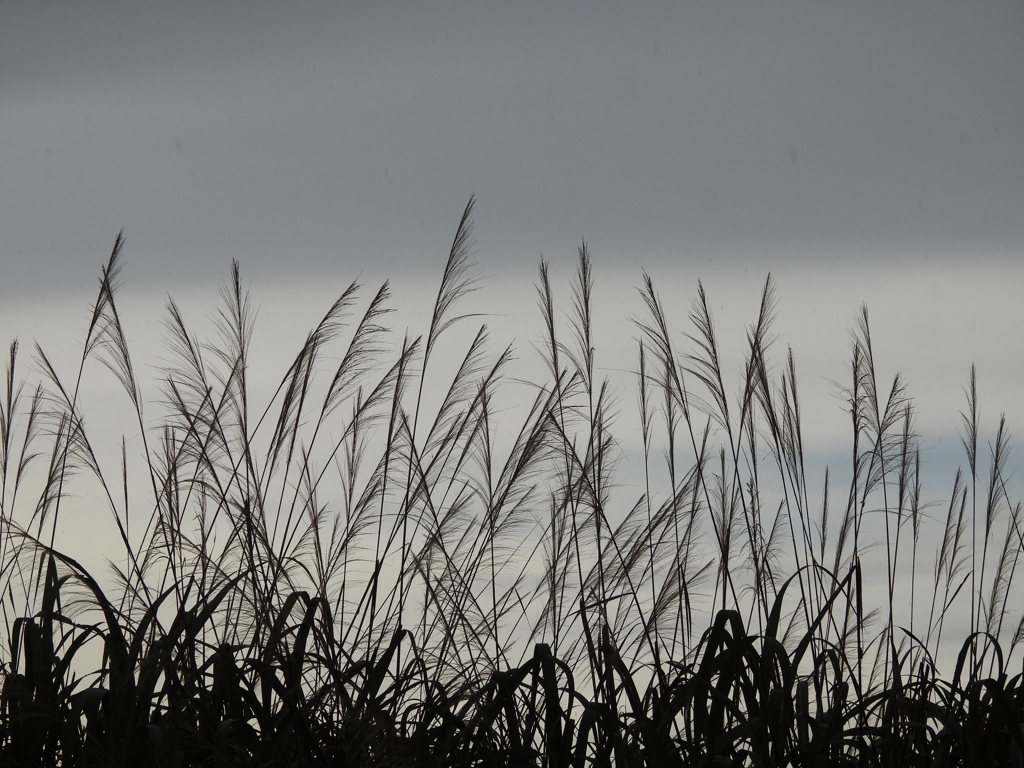 今夏　一時の秋心地