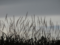 今夏　一時の秋心地