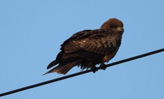 上昇気流　待ち