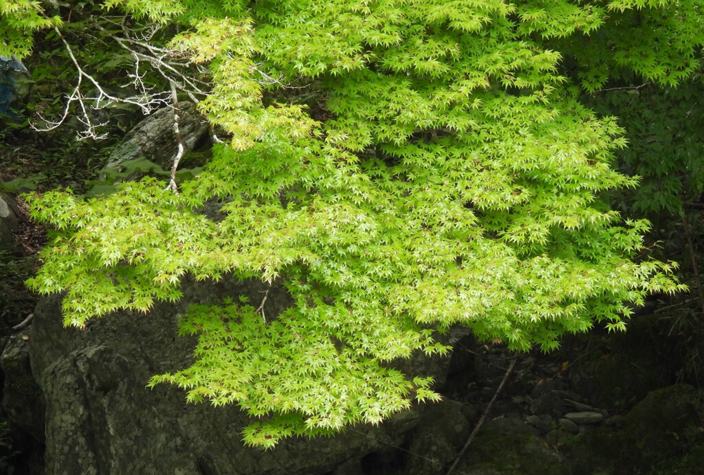 夏　椛