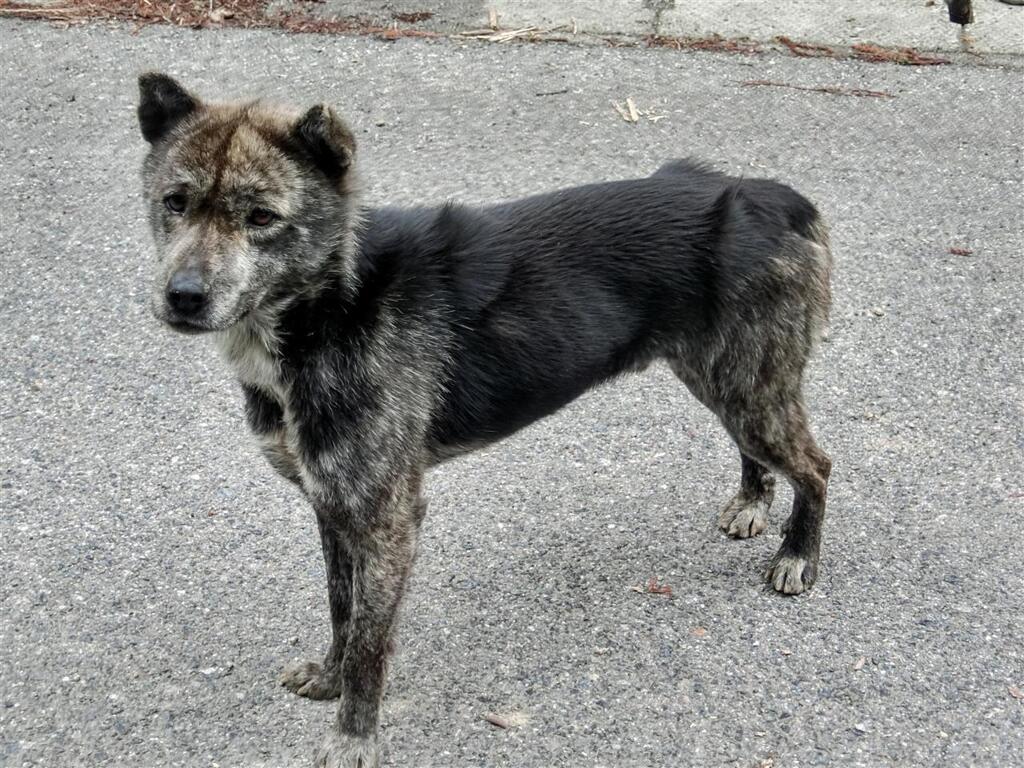 標高１５００m　四国犬？　太郎