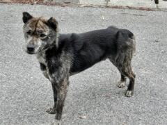 標高１５００m　四国犬？　太郎