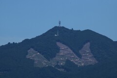 造林