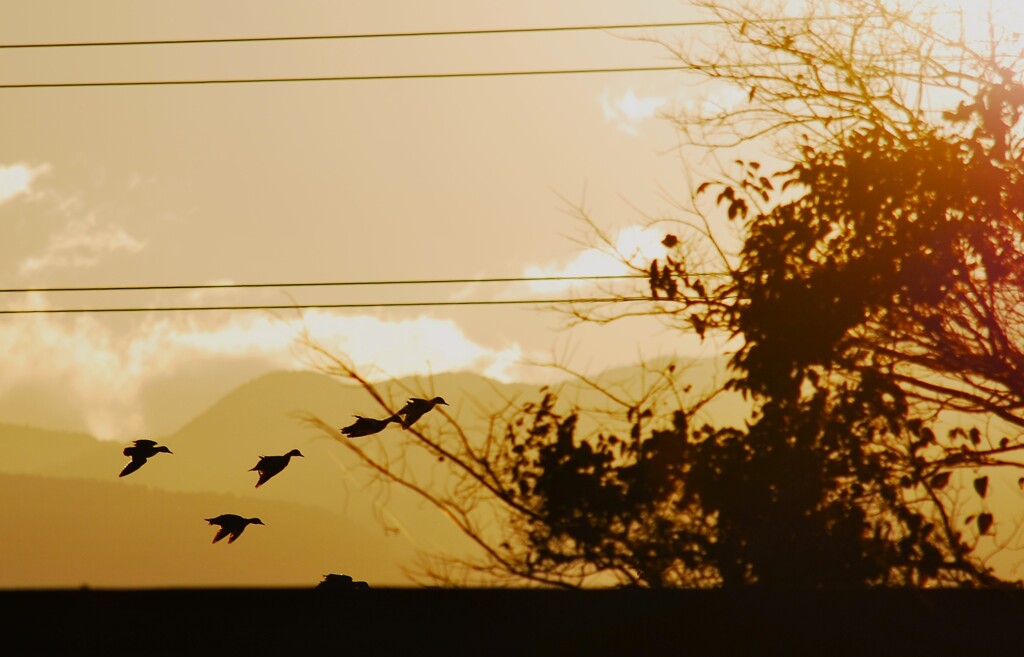 昨日の夕暮