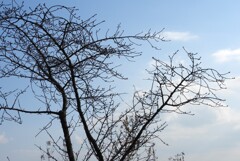 一月中旬　河津桜