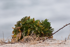 はまぼうふう　３月