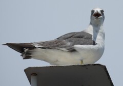 鳥さん