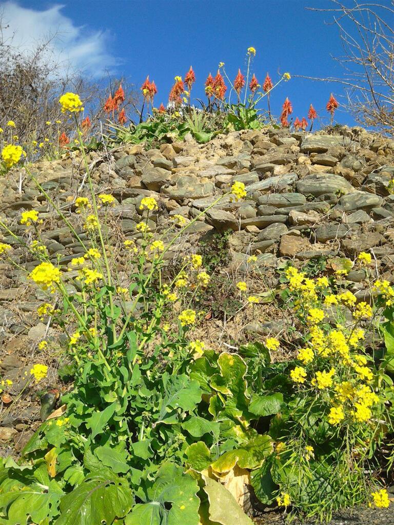 もうすぐ　菜の花