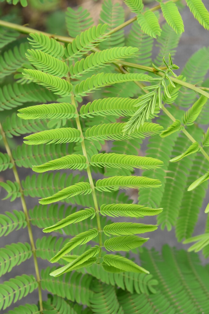 葉