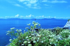 浜防風