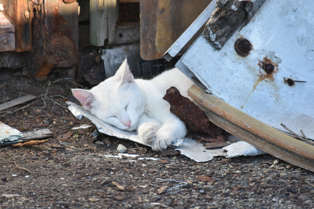 猫さん