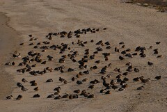 渡り鳥さん　間もなく御帰還