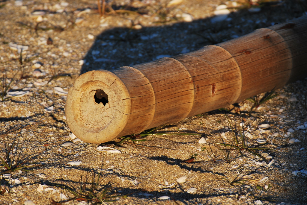 夕暮れ　漂着　竹