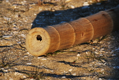 夕暮れ　漂着　竹