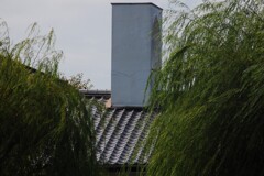 柳
