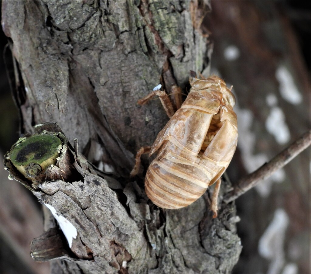 夏の予感　昨年の抜殻