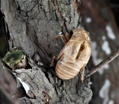 夏の予感　昨年の抜殻