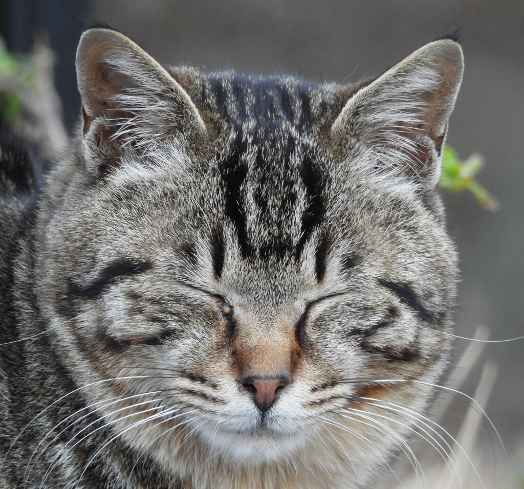 猫さん