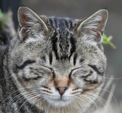 猫さん
