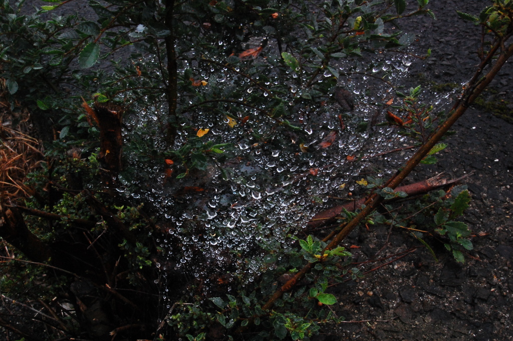 Spider  Web