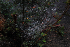 Spider  Web