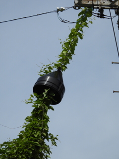 夏草