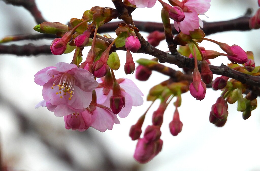 河津桜