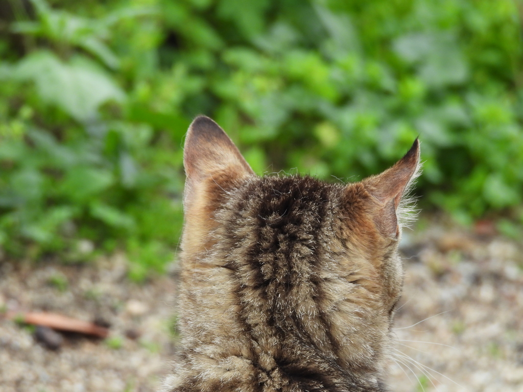 猫さん