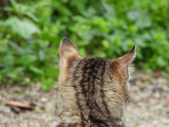 猫さん