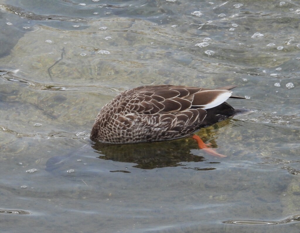 鳥さん