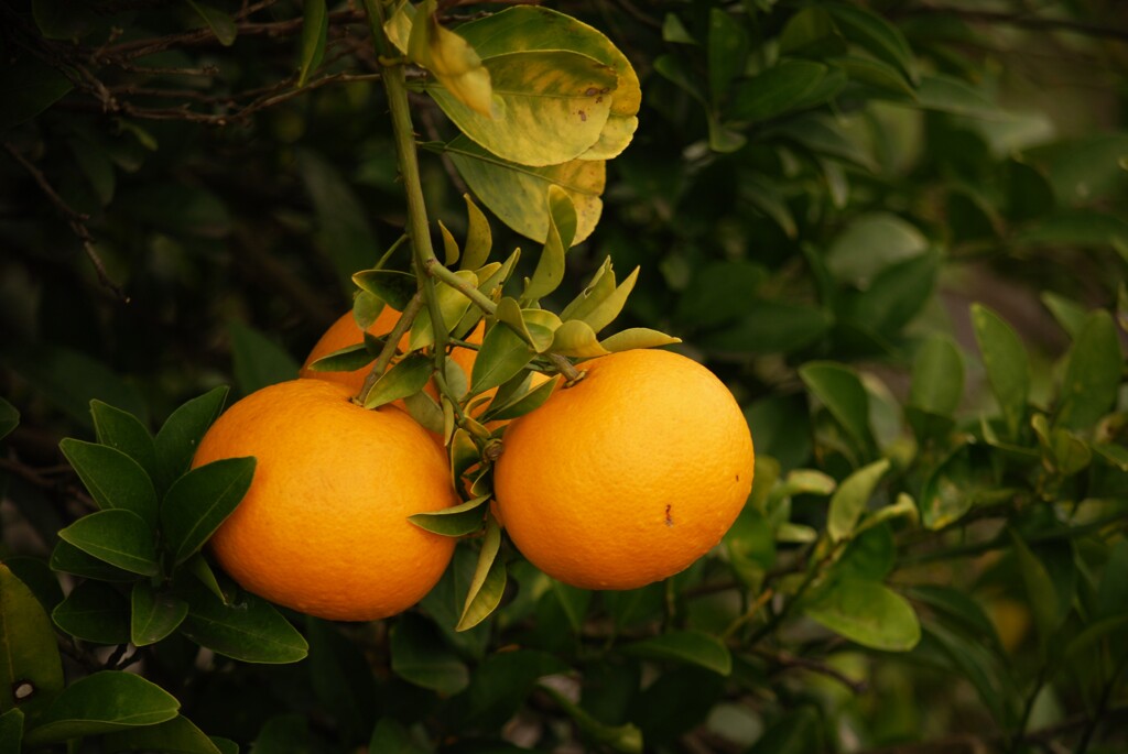 雨日　通りすがり