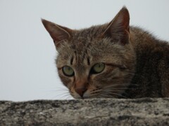 猫さん