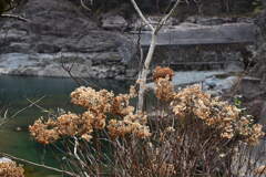 紫陽花　そして　吉野川