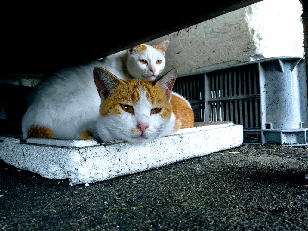 漁協の猫さん