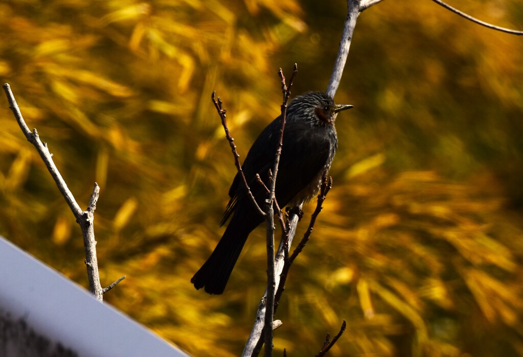 鳥さん