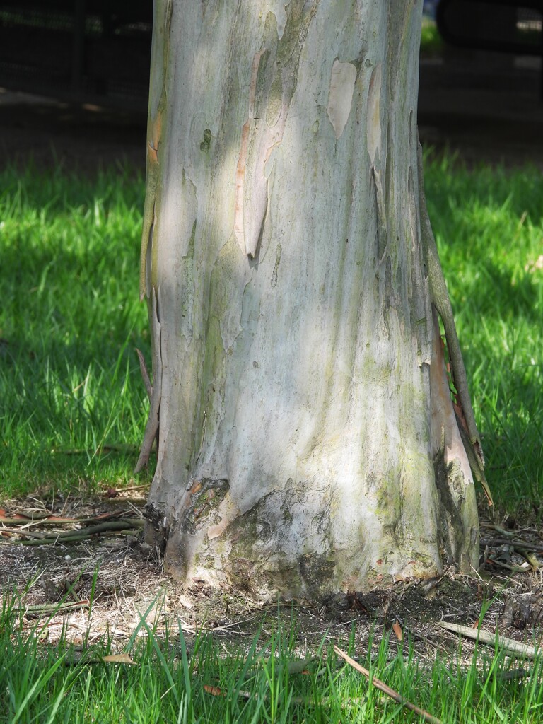 さるすべり　木陰
