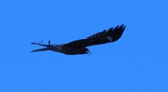 鳥さん