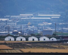 ビニールハウス群