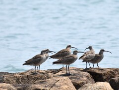 仲良きことは美しき哉