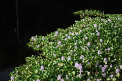水草